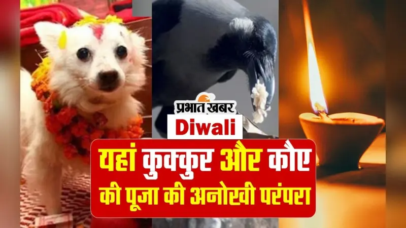 Diwali 2023: इस देश में दिवाली के दौरान कुक्कुर और कौए की पूजा की अनोखी परंपरा, देखें वीडियो