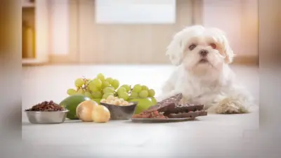 Toxic food for dogs: चॉकलेट और शराब कुत्तों के लिए है जहर, जानिए किन चीजों से बनाकर रखनी है दूरी