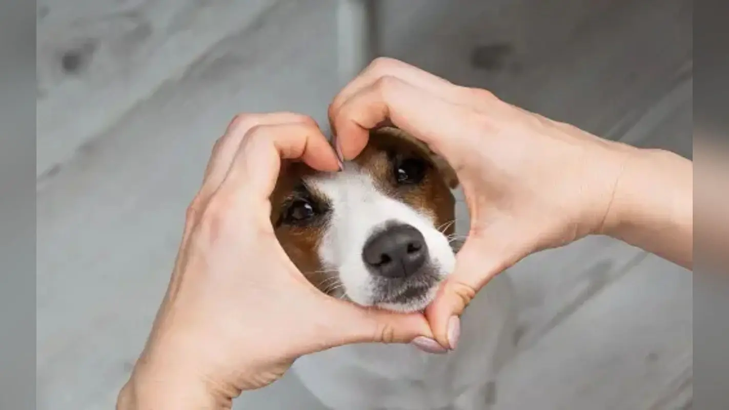 Monsoon Pet Dog Care: अपने डॉग का रखिए खास ख्याल, बीमारियों से मुक्त रखने के बेहद आसान हैं उपाय