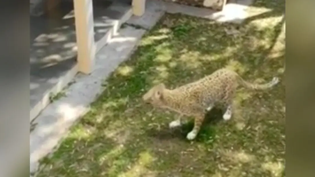 Leopard in IIT Campus: CCTV की मदद से तेंदुए की तलाश में जुटी DFO की टीम, आईआईटी कैम्पस में मचा हड़कंप