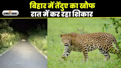 VIDEO: बिहार में तेंदुए का दहशत देखिए, रात में निकलकर कर रहा है शिकार