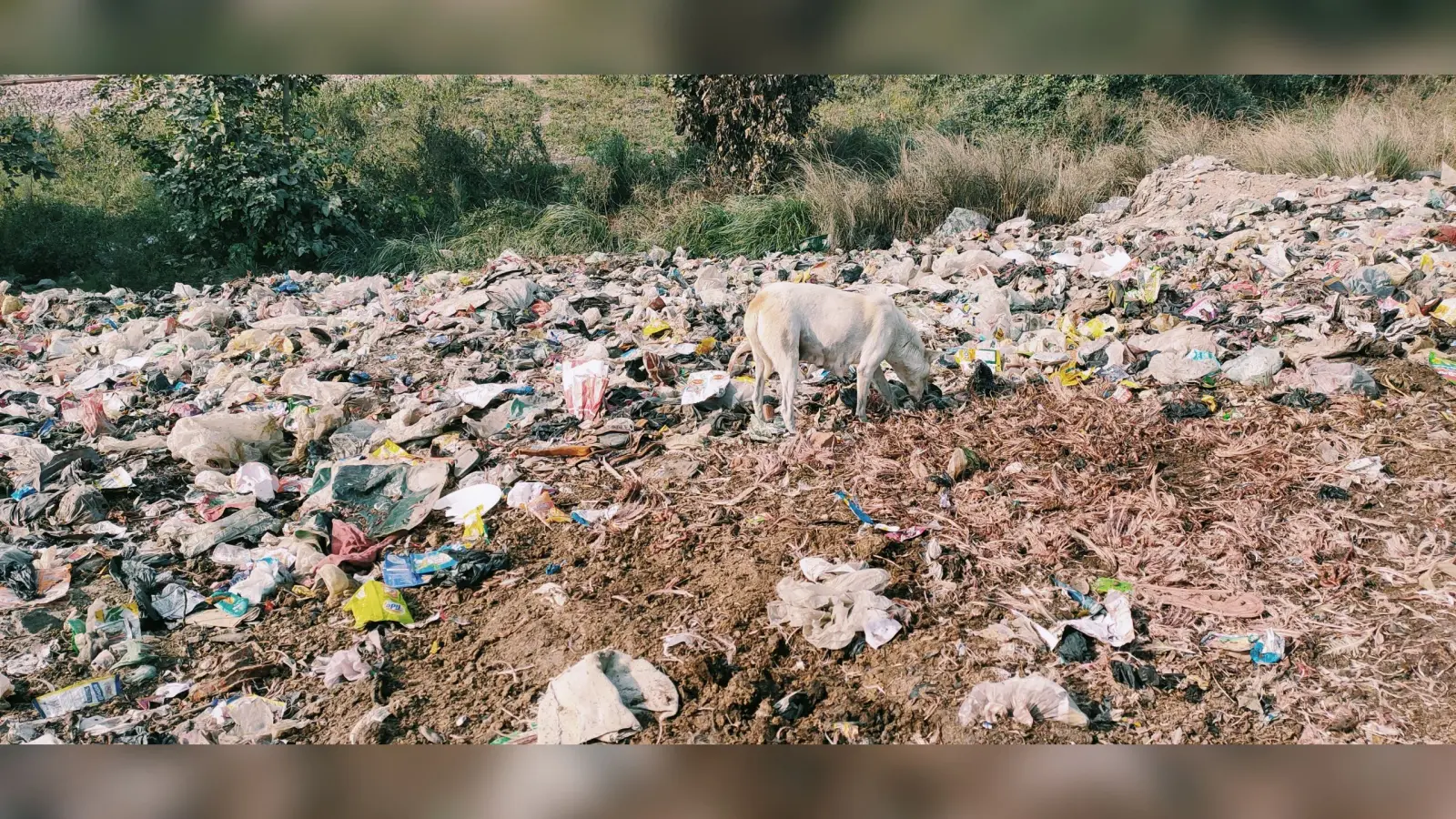 Aligarh News: अलीगढ़ में गंदगी से निपटने की तैयारी, साफ-सफाई के लिए 80 वार्ड में 27 नोडल ऑफिसर तैनात