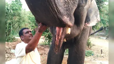पटना के अख्तर इमाम ने हाथियों के नाम की करोड़ों की संपत्ति, बोले- मोती और रानी के बिना एक पल गुजारना मुश्किल