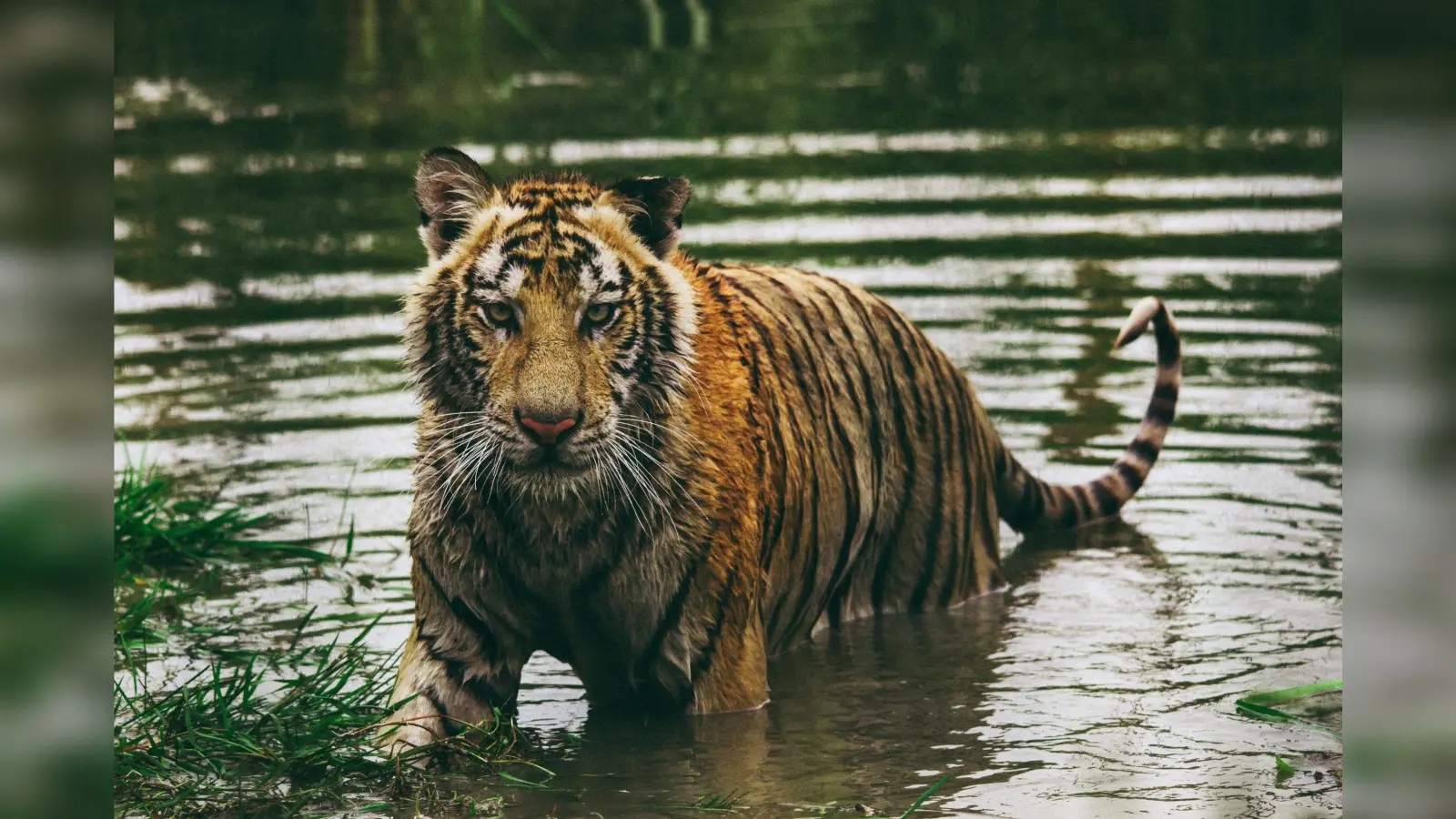 International Tiger Day 2023: 1975 में पहली बार पटना के चिड़ियाघर में आए थे बाघ, जानिए अब कितने टाइगर