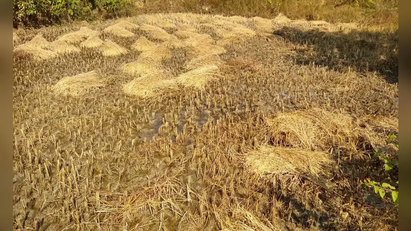 कोयलांचल के किसानों को सरकार को धान बेचने में क्यों नहीं है रुचि, जानिए पूरा मामला
