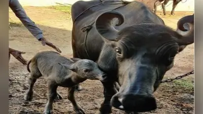 देश में भैंस की नस्ल के पहले IVF बछड़े का जन्म, पीएम मोदी ने भी की थी चर्चा