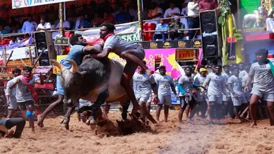 तमिलनाडु में जल्लीकट्टू के लिए ट्रेनिंग ले रहे हैं युवा, जनवरी में शुरू होगा ये खेल