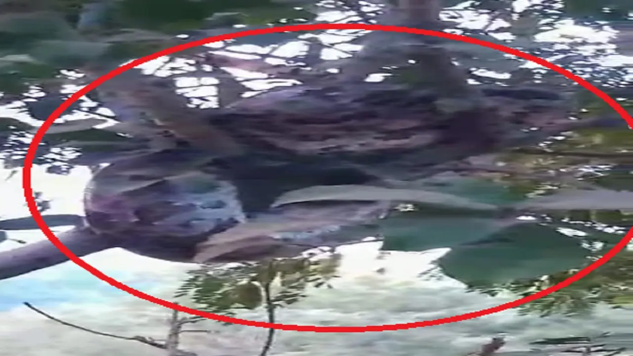 Bihar: जमुई में हर साल गुल्लर के एक पेड़ पर दिखता है अजगर, इस बार जोड़े में दिखा, मची अफरा-तफरी