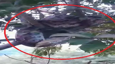 Bihar: जमुई में हर साल गुल्लर के एक पेड़ पर दिखता है अजगर, इस बार जोड़े में दिखा, मची अफरा-तफरी
