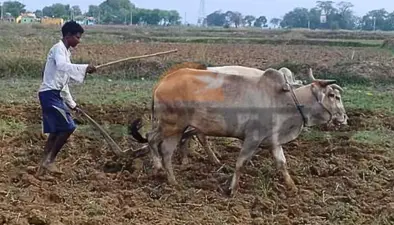 मानसून से पहले सरकार ने किसानों को दी सौगात, तुअर और उड़द दाल की MSP में बढ़ोतरी, जानें कीमत
