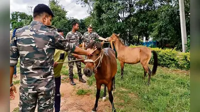 झारखंड STF के जवान नक्सली के घोड़े पर लेंगे ट्रेनिंग, जानें क्या है पुलिस की Planning