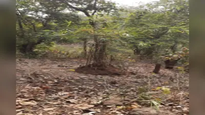 झुमरा पहाड़ में 10 हजार बांस का सरंक्षण शुरू, जानें क्या होगा फायदा