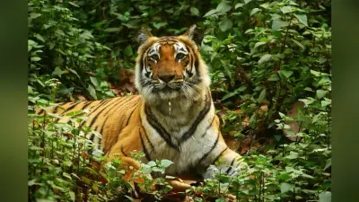New Jim Corbett: यूपी में न्यू जिम कॉर्बेट बनाएगी योगी सरकार, बिजनौर के अमानगढ़ जंगल में बनेगा टाइगर सफारी