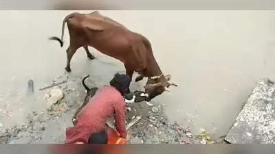 Viral Video: कानपुर में पिटबुल ने गाय पर किया हमला, गाय के जबड़े को दांत से छुड़ाने में मालिक हुआ बेहाल