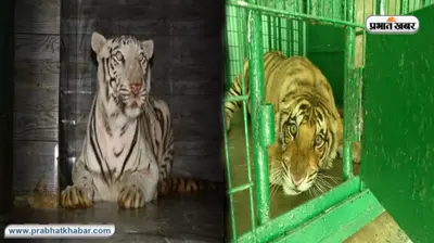 कानपुर प्राणि उद्यान: दुर्गा और लूना बढ़ाएंगी बाघों का वंश, आठ सालों से नहीं जन्मा शावक, जल्द हो सकता है दीदार
