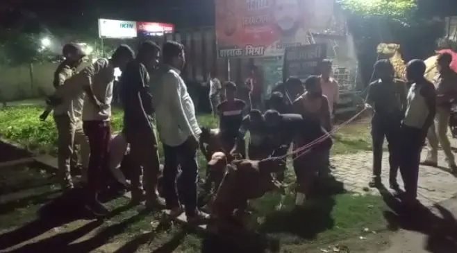 Kanpur News: 5 फीट गहरे नाले में फंसा ‘रेगिस्तान का जहाज’, इस तरह निकाला गया बाहर
