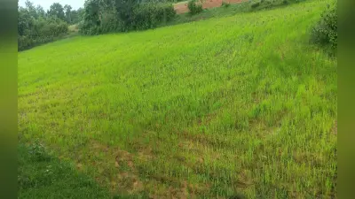 झारखंड : बारिश के अभाव में सूख रहे कोल्हान के खेत, सुखाड़ घोषित करने की उठने लगी मांग
