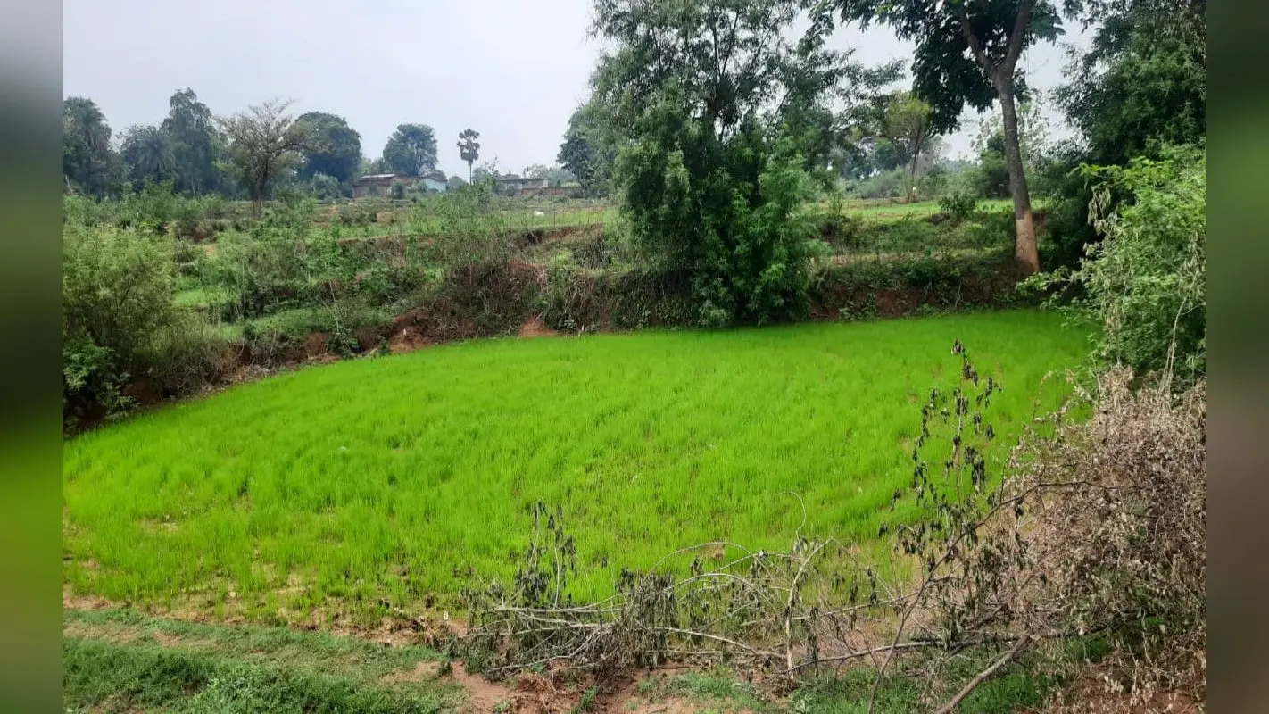 झारखंड : देवघर में जरूरत से 85% कम बारिश, पानी की कमी से खेतों में डाले धान के बिचड़े सूखने लगे