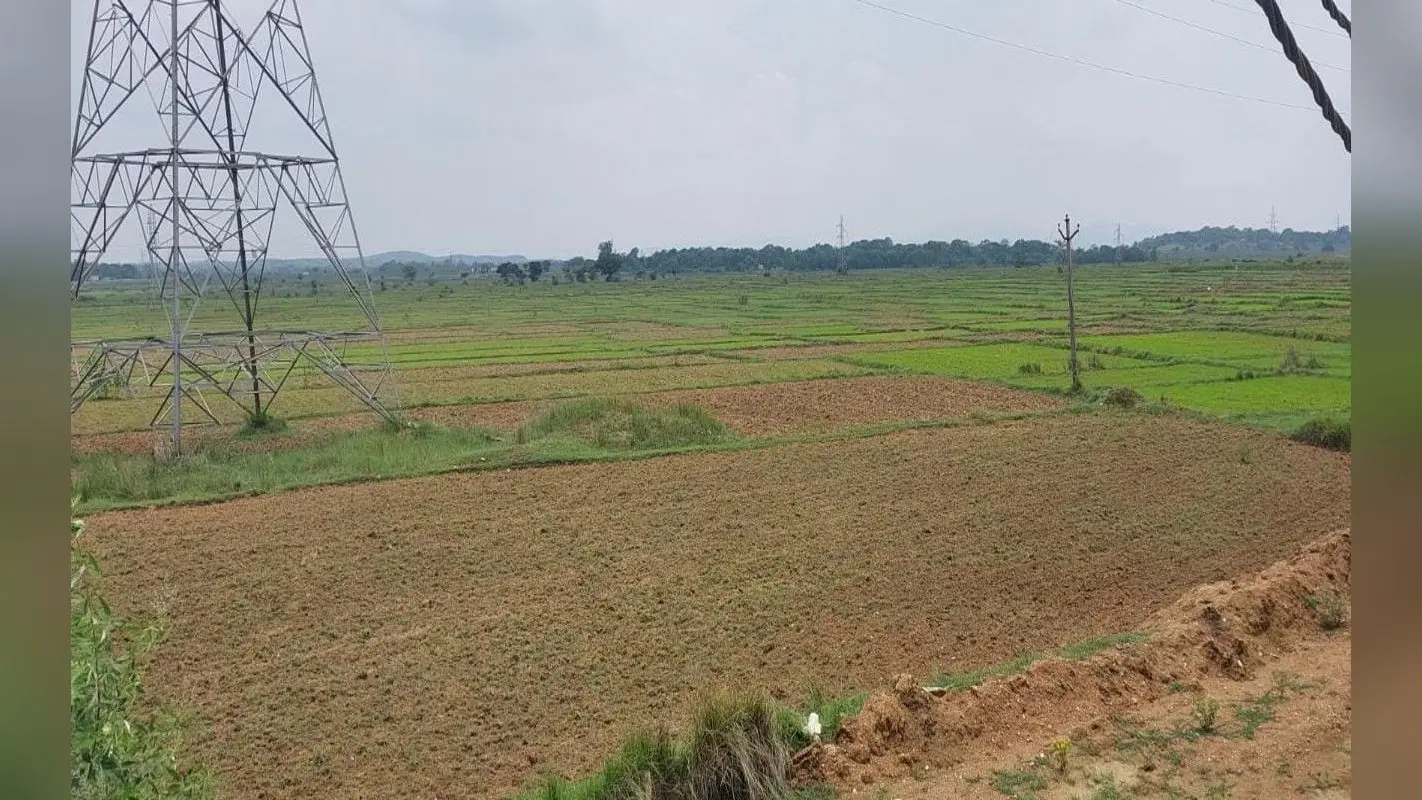 झारखंड : मानसून की बेरुखी ने किसानों की बढ़ाई चिंता, सरायकेला-खरसावां के खेतों में सूखने लगे धान के बिचड़े
