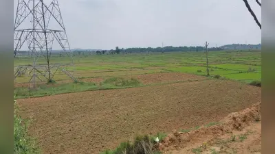 झारखंड : मानसून की बेरुखी ने किसानों की बढ़ाई चिंता, सरायकेला-खरसावां के खेतों में सूखने लगे धान के बिचड़े