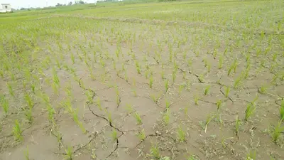 मानसून 2022: जिले में केवल 16 प्रतिशत हुई धान की रोपनी, सूखे से निपटने की तैयारी कर रहा विभाग