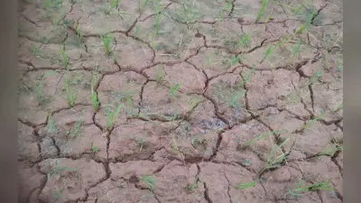 कोसी के बाढ़ वाले इलाके में उड़ रही घूल, न बारिश, न बादल, न नहरों में पानी, सूखने लगे खेतों में धान के बिचड़े