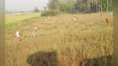 लॉकडाउन: श्रमिक सहित हार्वेस्टर, कंबाइन, थ्रेसर का उपयोग करने के लिये मिली छूट