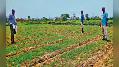 कोडरमा : कैसे करें आलू की उन्नत खेती, फॉरेस्ट्री अफसर ने बतायी विधि