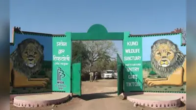 Kuno Tourism को बढ़ावा देने के लिए मध्य प्रदेश ने चीता सफारी शुरू करने की बनाई योजना