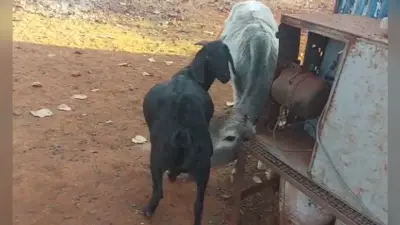 किरीबुरु में बकरी का दूध पीते बछड़े को देख आप भी चौंक जायेंगे, बना चर्चा का विषय