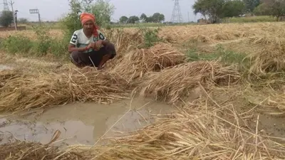 Agriculture News : यूपी में गेहूं की फसल को चूहों से खतरा, वैज्ञानिकों की ये सलाह, जायद में देरी पड़ेगी भारी