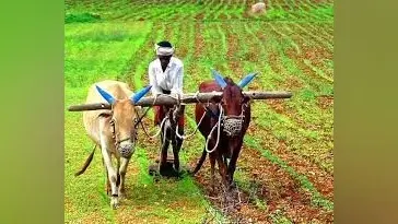 Jharkhand के 58 लाख किसान कहलायेंगे BIRSA किसान, होगी यूनिक ID, सरकारी योजनाओं का ऐसे मिलेगा लाभ