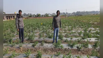 Kisan Diwas 2021: MBA पास तरुण व सरकारी नौकरी कर रहे रविरंजन क्यों कर रहे जैविक खेती, कितना रंग लायी मेहनत