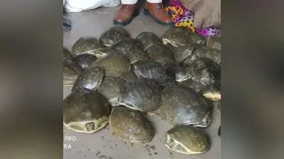 Turtle Smuggling: किशनगंज में गरीब नवाज एक्सप्रेस से 90 कछुआ जब्त, बंगाल में करना था सप्लाई!