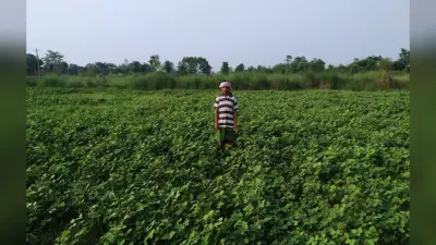 सब्जी की खेती के साथ बतख व मत्स्य पालन के जरिये स्वावलंबी बन रहे मांगुडीह गांव के किसान