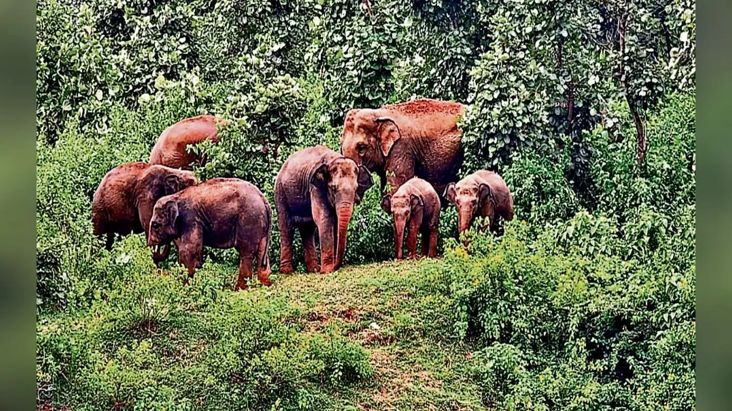 बोकारो के इन इलाकों में जंगली हाथियों का आतंक, चार घरों को किया क्षतिग्रस्त