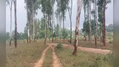 गिरिडीह में महिला से बर्बरता, पहले पीटा और फिर कपड़े फाड़ रातभर पेड़ से बांधकर रखा, 4 गिरफ्तार