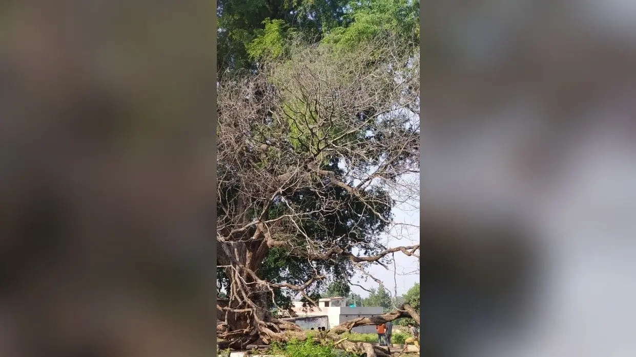 लातेहार में पेड़ से लटका मिला सफाईकर्मी का शव, हत्या की आशंका