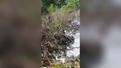 लातेहार में पेड़ से लटका मिला सफाईकर्मी का शव, हत्या की आशंका