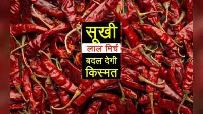 Astrology Tips: लाल मिर्च के चमत्कारी उपाय से दूर हो जायेंगे संकट, मिलेगी सफलता