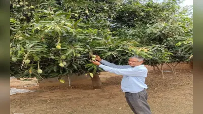 नौकरी छोड़ जैविक खेती कर रहे कृष्णकांत पाठक के लंगड़ा मालदा आम की दिल्ली-बेंगलुरु तक है डिमांड