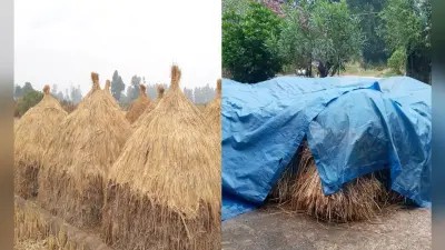 मात्र नौ प्रतिशत किसानों से ही हुई है धान की खरीद, पैक्स से निराश लौट यहां के किसान