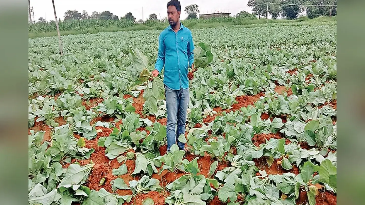 लोहरदगा के लावागाईं गांव में असामाजिक तत्वों ने फूलगोभी की फसल नष्ट की