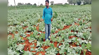 लोहरदगा के लावागाईं गांव में असामाजिक तत्वों ने फूलगोभी की फसल नष्ट की