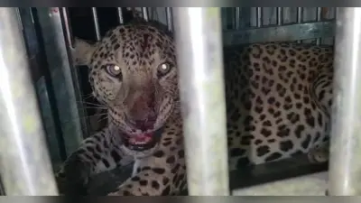 Bihar News : अररिया के गांव में घुसा चीता, हमले में दर्जन भर लोग जख्मी, जानिये कैसे आया कब्जे में