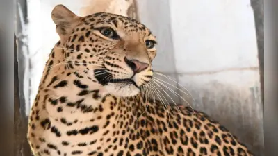 गुजरात में मौत बनकर घूम रहा तेंदुआ, दो साल के बच्चे को मार डाला, एक हफ्ते में तीसरी बार किया हमला