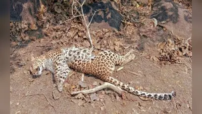 Chhattisgarh: जंगल में मिला मादा तेंदुए का शव, शरीर पर कई चोट के निशान भी मौजूद