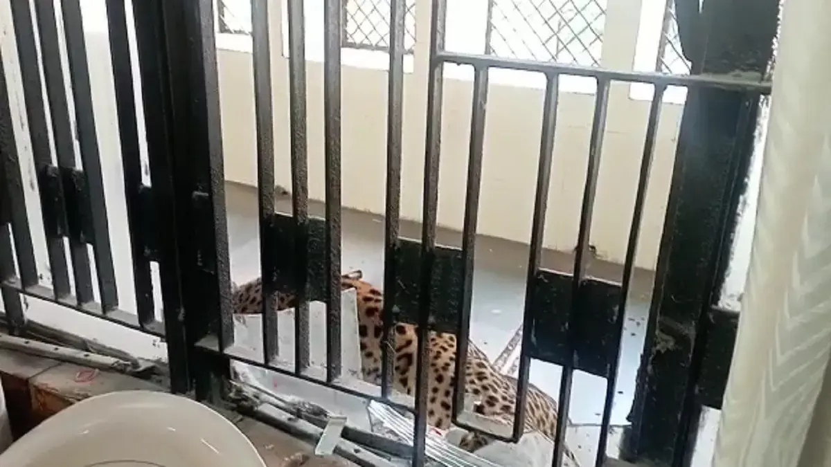 गाजियाबाद की कचहरी में घुसा तेंदुआ, लोगों पर किया हमला, पुलिस-वन विभाग की टीम मौके पर