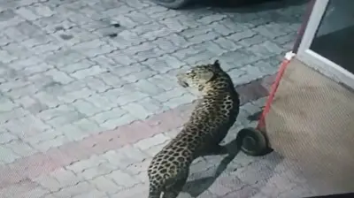 लखनऊ के गुडंबा इलाके में घुसा तेंदुआ, लोगों में दहशत, वन विभाग और पुलिस की टीम ने शुरू की तलाश