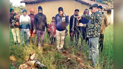 Jharkhand News: नहीं थम रहा है गढ़वा में तेंदुए का आतंक, घर में घुसकर किया बकरी का शिकार